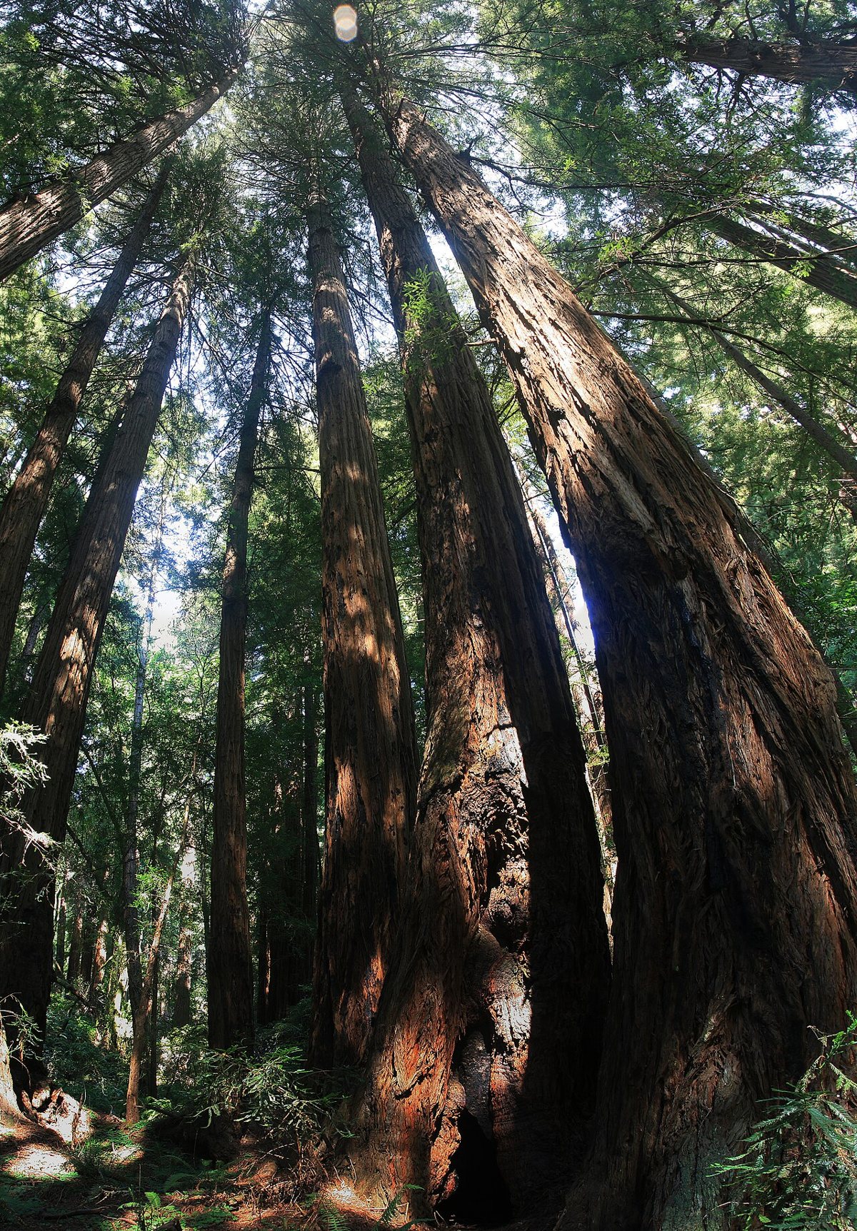 coast redwoods at Muir Woods