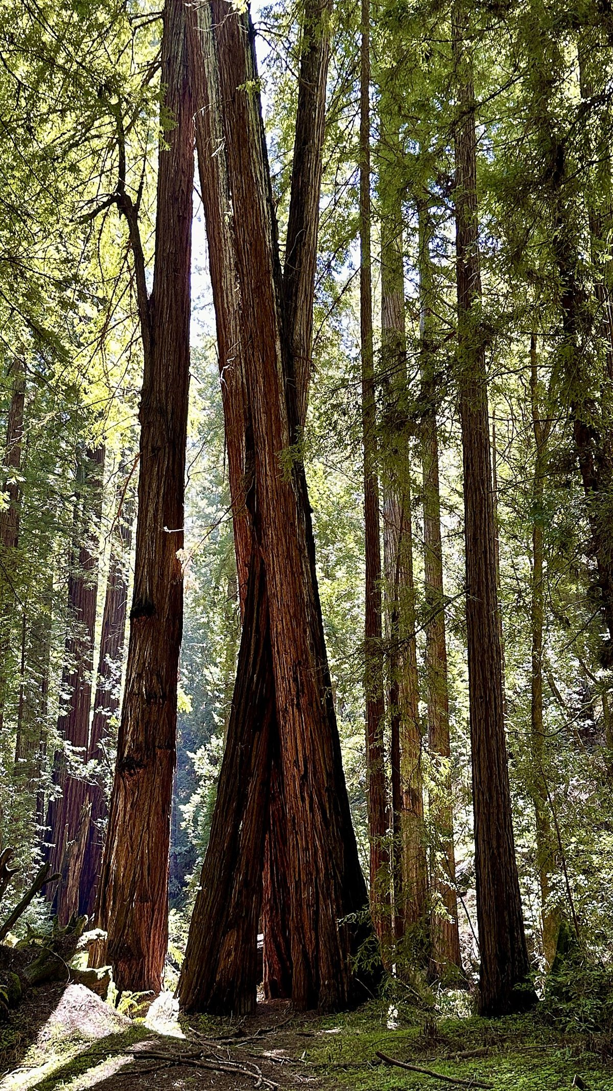 old-growth redwoods at Armstrong Redwoods