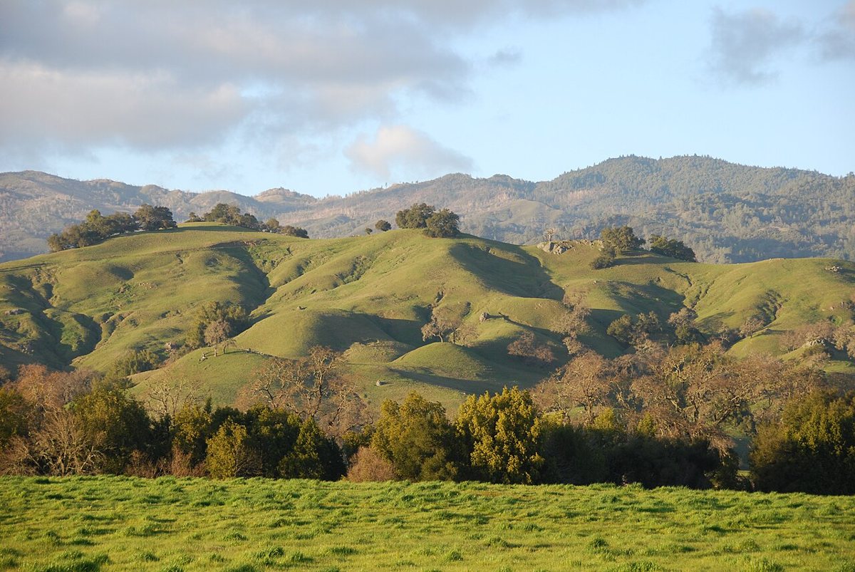 vineyard rows in Napa Valley
