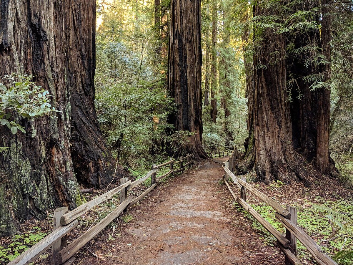 Towering old-growth redwood trees with sunlight streaming through the canopy at Muir Woods