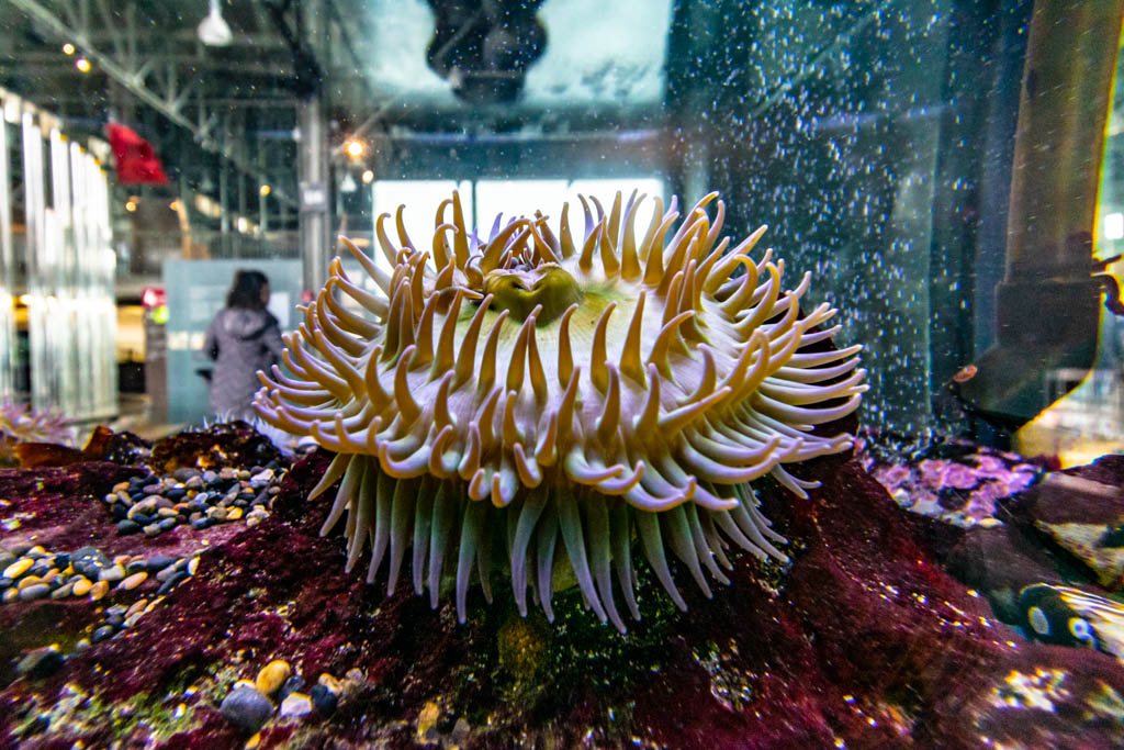 Tide-pool touch tank exhibit at the Exploratorium in San Francisco