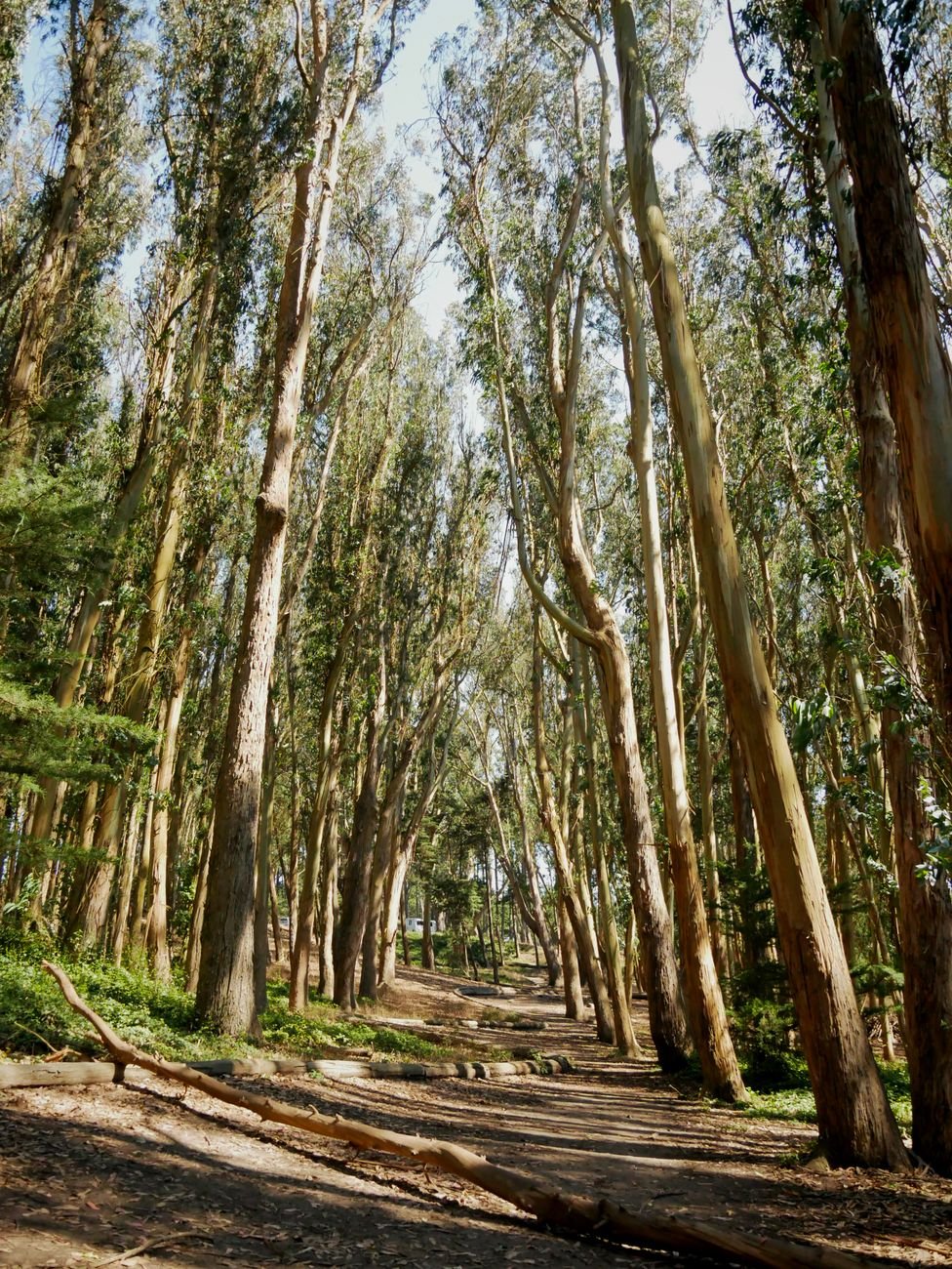 a eucalyptus-lined forest trail in the Presidio of San Francisco